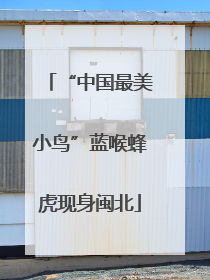 “中国最美小鸟”蓝喉蜂虎现身闽北