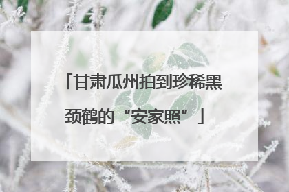 甘肃瓜州拍到珍稀黑颈鹤的“安家照”