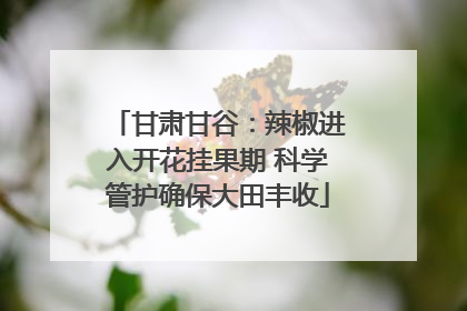 甘肃甘谷：辣椒进入开花挂果期 科学管护确保大田丰收
