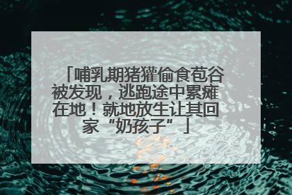哺乳期猪獾偷食苞谷被发现，逃跑途中累瘫在地！就地放生让其回家“奶孩子”