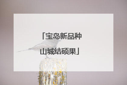 宝岛新品种 山城结硕果