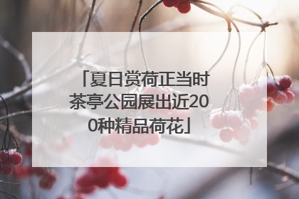 夏日赏荷正当时 茶亭公园展出近200种精品荷花