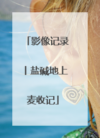 影像记录丨盐碱地上麦收记
