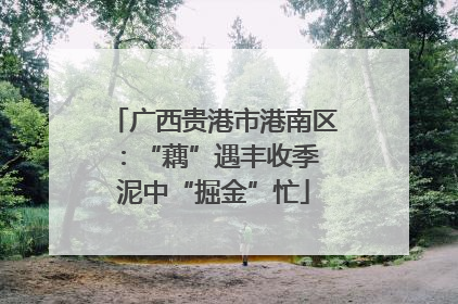 广西贵港市港南区：“藕”遇丰收季 泥中“掘金”忙