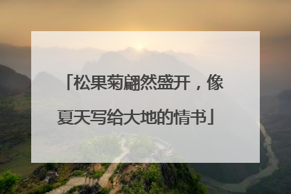 松果菊翩然盛开，像夏天写给大地的情书
