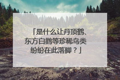 是什么让丹顶鹤、东方白鹳等珍稀鸟类纷纷在此落脚？