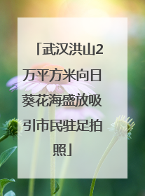 武汉洪山2万平方米向日葵花海盛放吸引市民驻足拍照