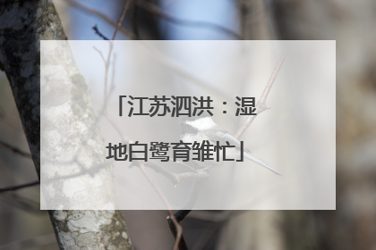 江苏泗洪：湿地白鹭育雏忙