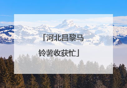 河北昌黎马铃薯收获忙