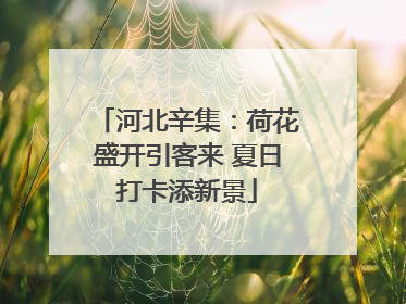河北辛集：荷花盛开引客来 夏日打卡添新景