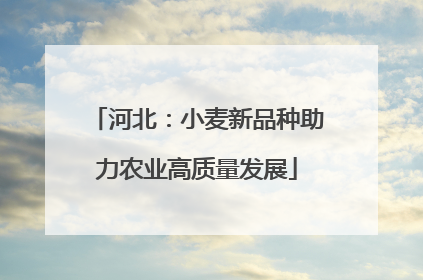 河北：小麦新品种助力农业高质量发展