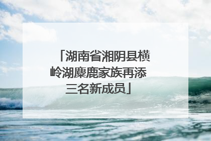 湖南省湘阴县横岭湖麋鹿家族再添三名新成员