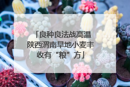 良种良法战高温 陕西渭南旱地小麦丰收有“粮”方